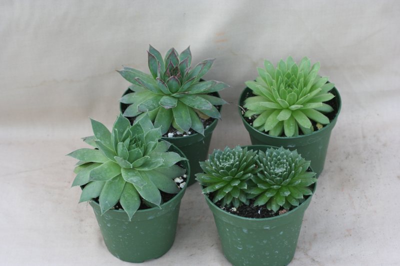 3" pot Sempervivum